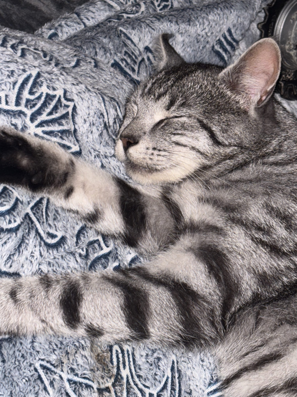 Schlafende Katze aus dem Alltag von Annika Lohof