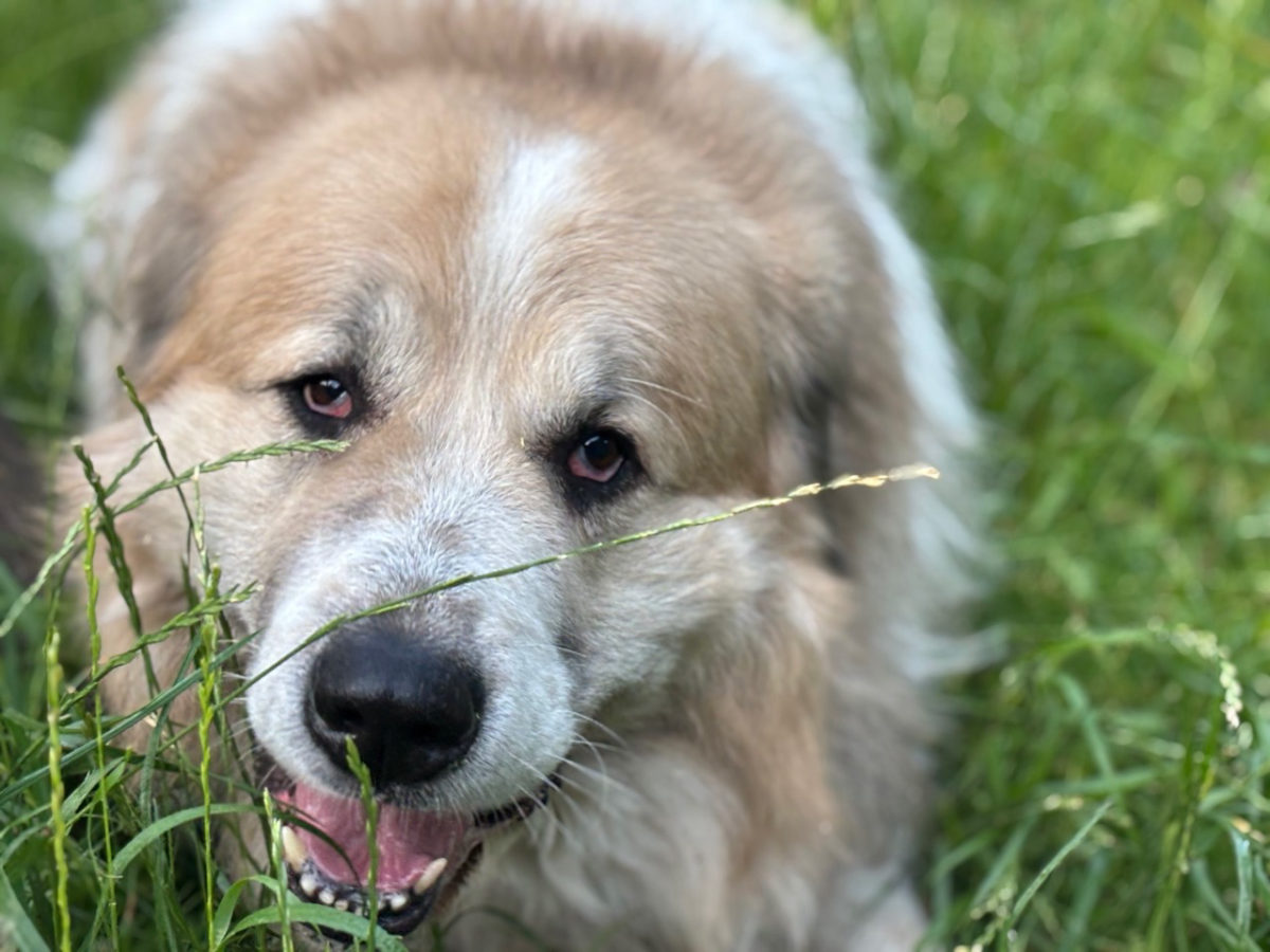 Heller Hund auf einer Wiese aus dem Alltag von Annika Lohof