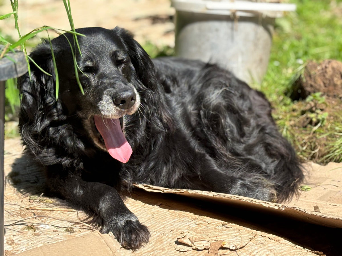 Schwarzer Hund im Garten aus dem Alltag von Annika Lohof