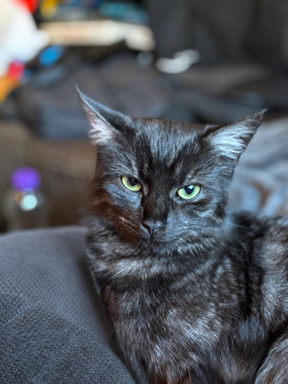Schwarze Katze aus dem Alltag von Annika Lohof